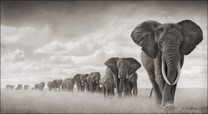 Elephants Walking Through Grass 18inW