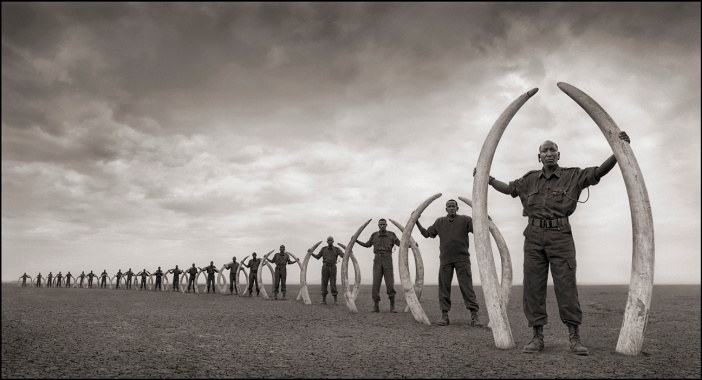 Rangers Holding Tusks of Killed Elephants 18inW